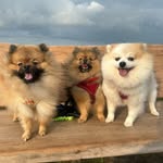 Kiki, Teddy & Duke 🐶 - @kikipom2020 - Instagram