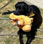 Prince Teddy Buddy, First Duke of Pawsalot - Facebook