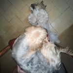 Teddy - Duke - @dukeyteddybarth - Instagram