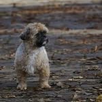 Teddy - Duke "Of the Little Dr - @teddy1703 - Instagram