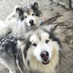 Teddy & Duke - @malamutesteddy_and_duke - Instagram