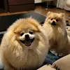 Teddy & Duke - @ph_nassar - TikTok