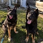Teddy & Duke 🐾 - @teddy.thegermanshepherd - Instagram