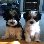 Teddy & Duke the Morkies - @tedanddukethemorkies - Instagram