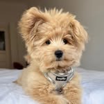 Teddy 🧸 half dog half bear - @teddytheduke - Instagram