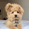 Teddy 🧸🤎 - @teddytheduke - TikTok
