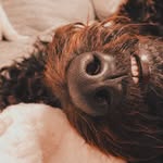 Teddy and Duke - @the918doodles - Instagram