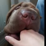 Teddy Duke - @teddythesharpei - Instagram