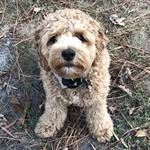 Teddy Duke - @teddyduke_thecockapoo - Instagram