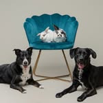 Teddy, Duke, and Mia - @teddy.duke.and.mia - Instagram
