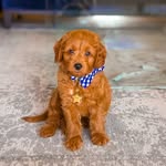 Teddy “Duke” the doodle - @adventuresofdukethedood - Instagram