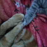 Teddy e Duke - @gatin_teddy.e.duke - Instagram
