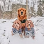 Teddy, Leo , & Duke 🐶🐾♥️ - @adventuresofteddyleoandduke - Instagram