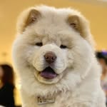 Teddy ,Luna ,Twinkie, Nori & Duke - @mrteddychow - Instagram