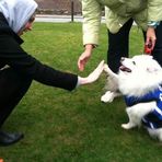 Teddy the Duke Dog - Facebook