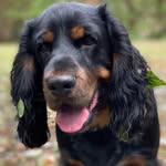 Teddy Dwight - @teddydspaniel - Instagram