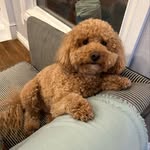 Theodore Dwight Bear, Esquire - @okie_teddy - Instagram
