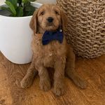 Teddy Edmonds - @a_groodle_named_teddy - Instagram