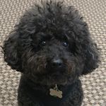TEDdy Edmonds - @teddy_poodlepants - Instagram