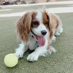 Teddy Ellis - @kingteddyspaniel - Instagram