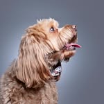 Teddy Ellis-Wilson - @teddy_puppygram - Instagram