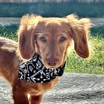Teddy - @teddy_ellis_layal - Instagram