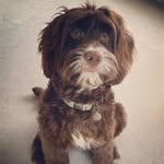 Teddy - @teddy_thecockapoo_ellis - Instagram