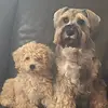Teddy the Cavapooshon - @teddy.ellis10 - TikTok