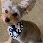 Theodore “Teddy” Ellis - @theodorable_the_yorkie - Instagram