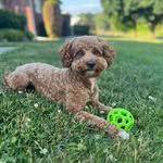 Theodore “Teddy” Ellis 🐾🧸🩵⚽️🏀🎾 - @teddy.t.ellis - Instagram