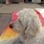 Teddy Bear Elmore - @teddy_bear_elmore - Instagram