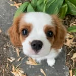 King Cav Teddy - @teddy.erickson - Instagram