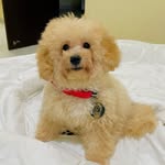 TEDDY | Toy Poodle🐾🩷 - @teddy_escobarr - Instagram