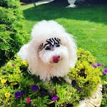 Teddy Escobar - @teddy_and_the_gang_ - Instagram