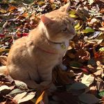 Teddy Evans - @tedders_the_cat - Instagram