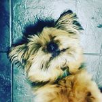 Teddy Evans - @teddydoggocutie - Instagram