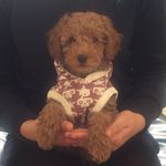 Teddy Evans - @poochon_teddy - Instagram