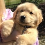 Teddy Evans - @teddythegolden118 - Instagram