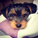 Teddy Evans - @cheekyteddy - Instagram