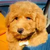 Teddy - @teddyevans25 - TikTok