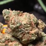 🐻teddybear_the_farmer🌱 - @teddys_exotics - Instagram