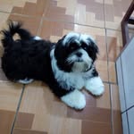 𝘵𝘦𝘥𝘥𝘺🧸✨ - @teddy_faustino1 - Instagram