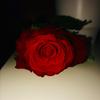 _teddyflowers_ - @_teddyflowers_ - TikTok
