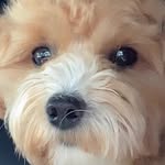 Оскар Флойд/Oscar Floyd - @oscarfloydtheteddybear - Instagram