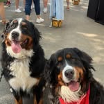 Teddy & Floyd Baer - @teddybaerfloyd - Instagram