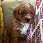 Teddy Floyd, Cavapoo/Doodle 🐾🧸💙 - @teddyfloyd_cavapoo - Instagram