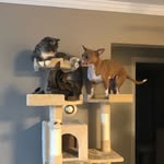 Teddy, Stella, Dexter, & Floyd - @steldexted - Instagram