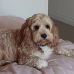 Teddy_Ford_TheCavapoo - @ted_ford_cavapoo - Instagram