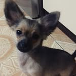 Chihuahua!🌵 - @teddy__fox - Instagram