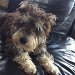 🐾Teddy Bear Fox🐾 - @teddy._.fox - Instagram